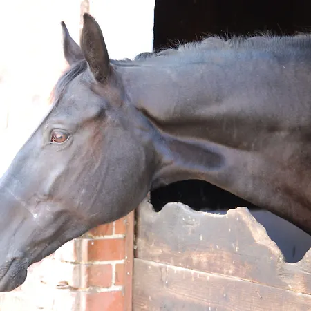 Misselhorner Hof 호텔